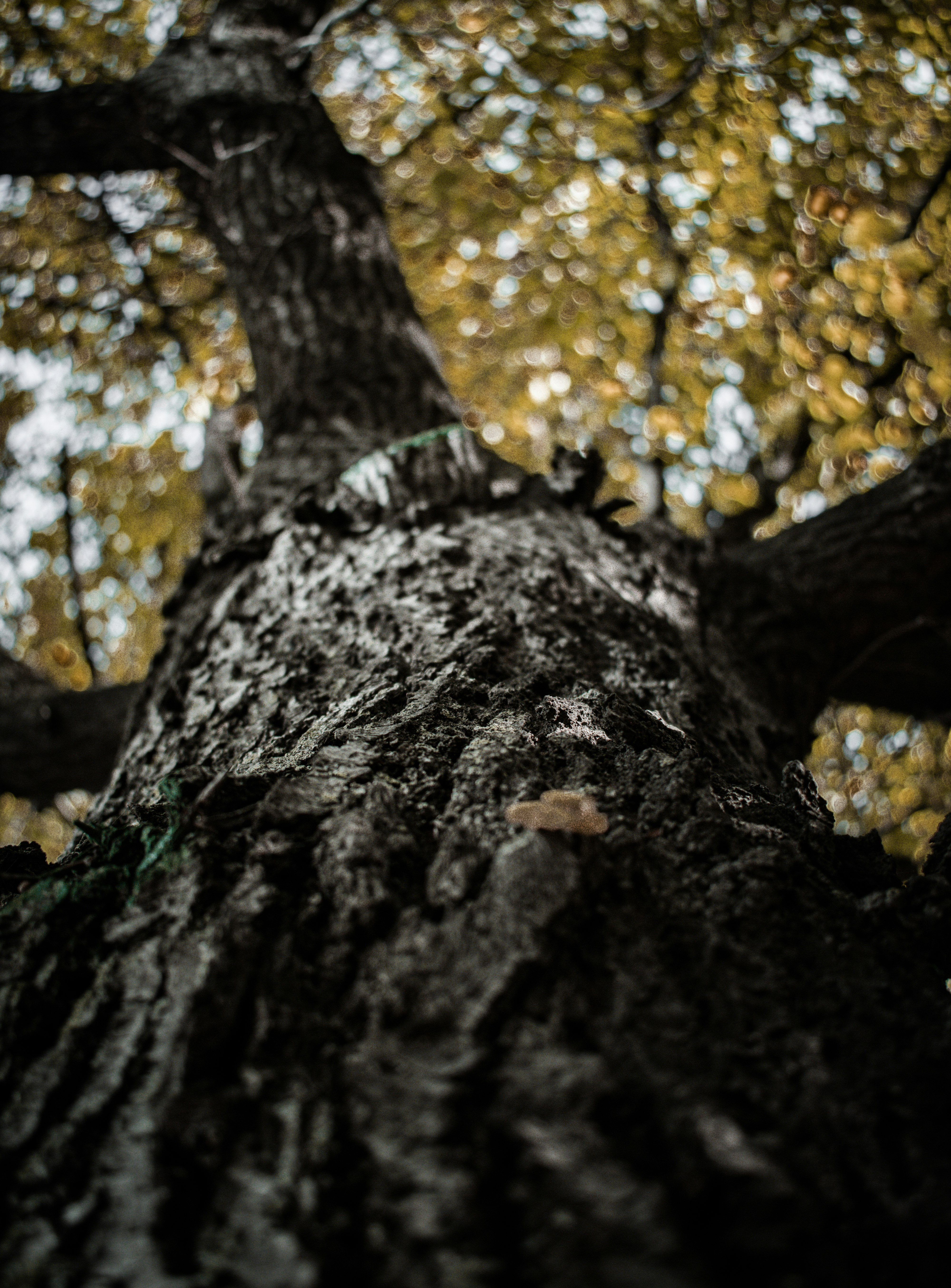 brown tree trunk during daytime